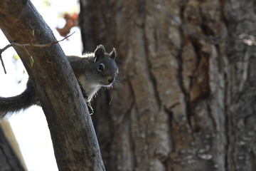 Squirrel