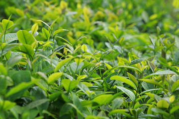 green tea trees in spring mountains