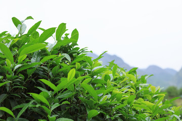 Obraz premium green tea trees in spring mountains
