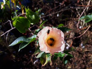 A kind of bees eating and taking pollen into a cotton flowers