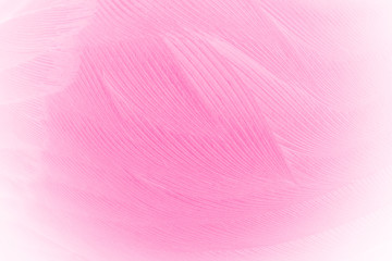 Fototapeta premium Beautiful soft pink vintage color trends feather pattern texture background