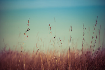 Obraz premium Closeup of grass with seeds on blurred background