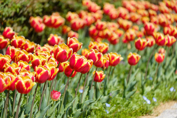 チューリップ　ルーシオン　赤　オレンジ色　黄色　花　馬見丘陵公園　奈良県
