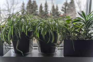 Potted Plants in office window used for decorations