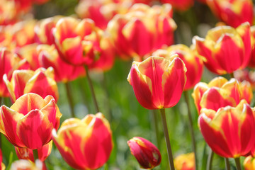 チューリップ　ルーシオン　赤　オレンジ色　黄色　花　馬見丘陵公園　奈良県
