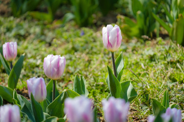 チューリップ　赤　白　黄色　花　馬見丘陵公園　奈良県
