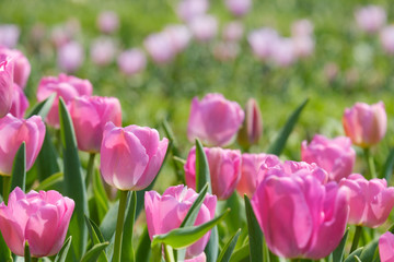 チューリップ　パープルプライド　紫色　花　馬見丘陵公園　奈良県