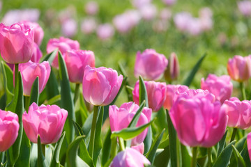 チューリップ　パープルプライド　紫色　花　馬見丘陵公園　奈良県