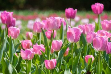 Obraz premium チューリップ パープルプライド 紫色 花 馬見丘陵公園 奈良県