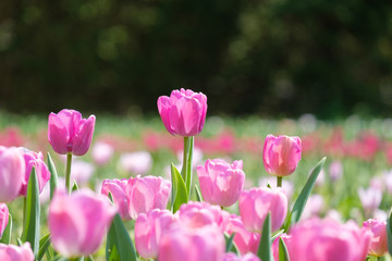 チューリップ　パープルプライド　紫色　花　馬見丘陵公園　奈良県