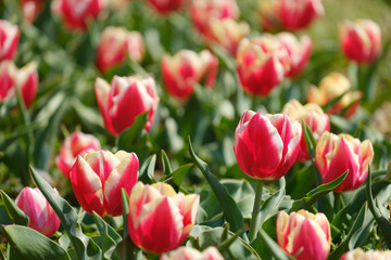 チューリップ　ルーシオン　赤　オレンジ色　黄色　花　馬見丘陵公園　奈良県