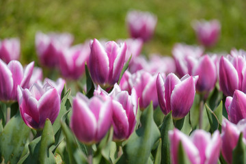 チューリップ　紫色　シナエダブルー　花　馬見丘陵公園　奈良県