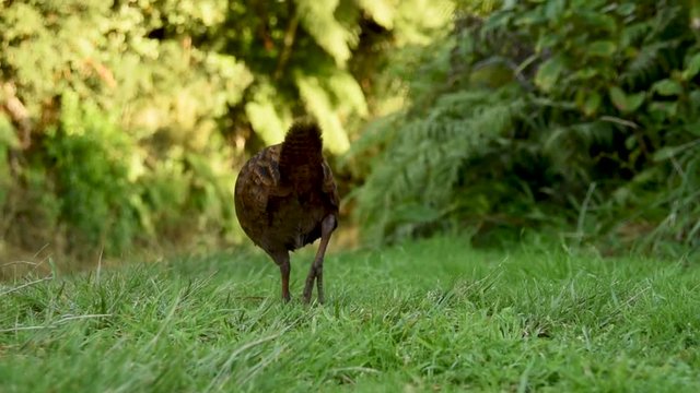 Weka walking through grass, camera zooming out. The Weka is a flightless bird native to New Zealand