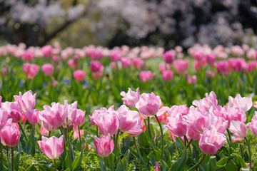 桜とチューリップ　青空　奈良県　馬見丘陵公園