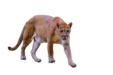 Fototapeten Puma, Pumaporträt auf weißem Hintergrund © subinpumsom