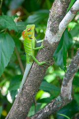 Green forest Lizard in Sri Lanka sitting on a tree branch