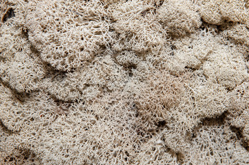 texture of dry floral moss close up