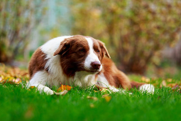 Dog breed Border Collie