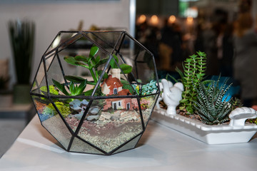 Fototapeta na wymiar Glass sphere for growing small succulents at home. Home plants. Art