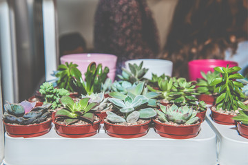 Seedlings of different types of succulents in plastic black pots for sale in the market
