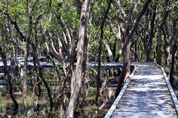 Wooden boardwalk on the water through Mangrove forest in Bicentennial park, Sydney, Australia. This footpath leads through the swamp with trees and sun rays