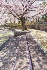 桜の咲く公園　春　馬見丘陵公園　奈良県