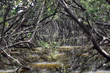 A beautiful view of tunnel-like trees reflected in the water of a peaceful stream (swamp) in Bicentennial Park, Sydney, Australia