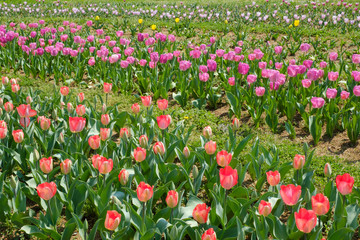 チューリップ　赤　オレンジ色　花　馬見丘陵公園　奈良県