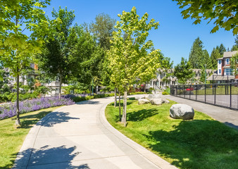 Paved walkway with maple trees in park area of residential community - obrazy, fototapety, plakaty