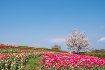 桜とチューリップ　青空　奈良県　馬見丘陵公園