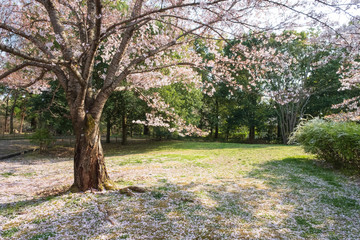 Naklejka premium 桜の咲く公園 春 馬見丘陵公園 奈良県