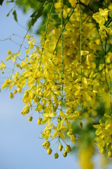 Obraz premium Ratchapruek flower has a beautiful yellow color.