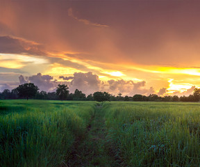 Beautiful view of rice field during sunset in Thailand