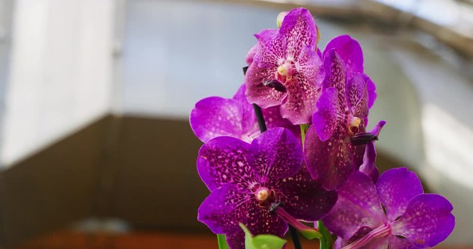 Slow motion close up alternative angle shot of fresh colorful white and purple Phalaenopsis orchid plant in a greenhouse in a sunny day. of pink 