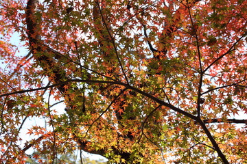 Fototapeta premium 紅葉