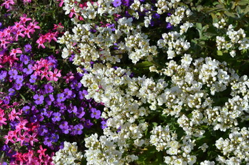 Steingartenpflanzen, Blaukissen - Polsterphlox - Gänsekresse