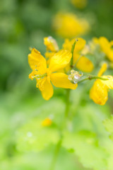 Close Up of flowering yellow celandine plant after rain with water drops on flower leaf.