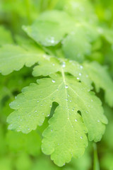 Grass background with water drops with very shallow depth of field