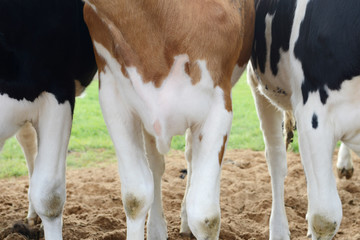 legs of brown white cow and black white cow