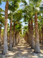 Fototapeta premium Palm Groves, Palmeral in Elche near Alicante in Spain