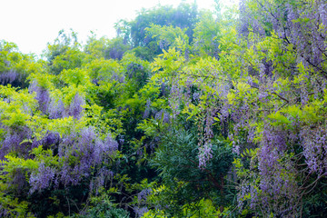 Fototapeta premium 友ヶ島の藤棚