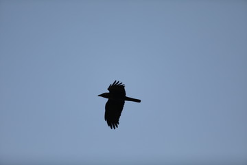 eagle in flight