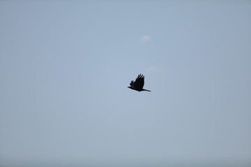 bald eagle in flight