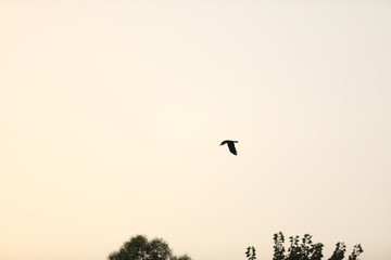 butterflies flying in the sky