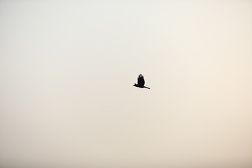 silhouette of bird on blue background