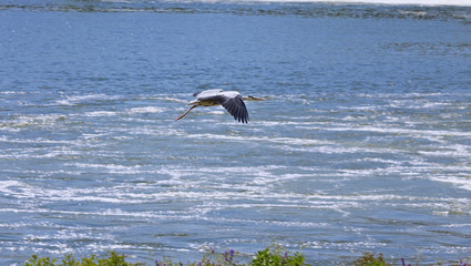 물위를 날으는 왜가리