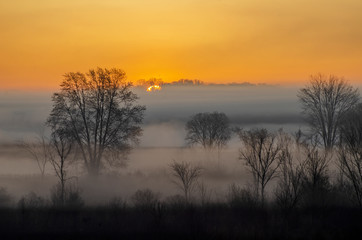 Fototapeta na wymiar 641-55 Sunrise Mist in the Trees