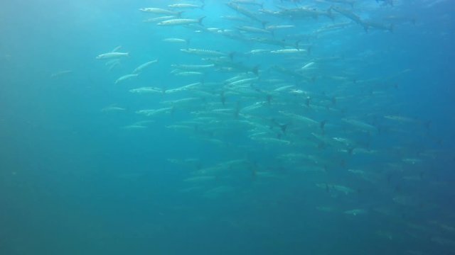 Underwater video of a large school of Chevron Barracuda fish in the Indian Ocean 