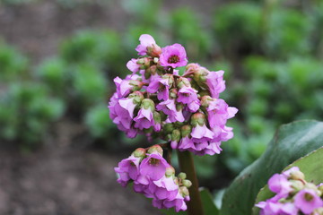 Spring. Nature in our northern region is still modestly dressed in summer outfit. But primroses bloom everywhere