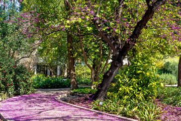 flowering trees in botanical garden in Valencia, Spain